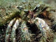 Left Handed Hermit Crabs - Diogenidae - Linkshändige Einsiedlerkrebse 