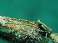 Tanegashimae Squat Lobster - Galathea cf tanegashimae - Tanegashimae Springkrabbe