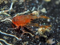 Squat Lobsters - Galatheidae - Springkrebse