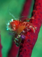 Soft Coral Porcelain Crab - <em>Lissoporcellana nakasonei</em> - Weichkorallen Porzellankrebs