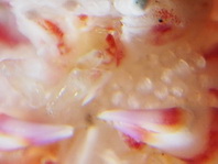 Four-Lobed Porcelain Crab - Lissoporcellana quadrilobata - Vier-Kanten Porzellankrebs