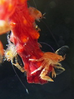 Porcelain Crab - Lissoporcellana spinuligera - Porzellankrebs