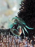 Spotted Anemone Porcelain Crab filtering - <em>Neopetrolisthes maculatus</em> - Punkttupfen- Porzellankrebs beim Filtrieren