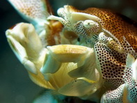Spotted Anemone Porcelain Crab - <em>Neopetrolisthes maculatus</em> (maculata) - Punkttupfen-Anemonenkrebs / Porzellankrebs
