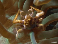Spiny Porcelain Crab - Neopetrolisthes spinatus - Dorniger Anemonenkrebs / Porzellankrebs