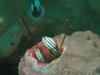 Coral Hermit Crabs - Paguridae - Korallen Einsiedlerkrebse (Rechtshändige)