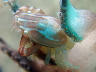 Haig's Porcelain Crab - <em>Porcellanella haigae</em> - Haigs Porzellankrebs
