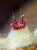 Cryptic Squat Lobster - Uroptychus joloensis - Springkrabbe