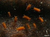 Isopod - (Santia sp or Uromunna sp) - Meerassel 