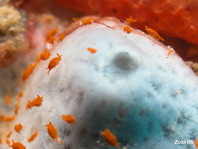 Isopod - (Santia sp or Uromunna sp) - Meerassel 