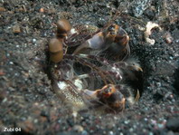 Spearing Mantis Shrimps - Lysiosquillidae - Speerer Heuschreckenkrebse