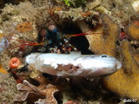 Mantis shrimp - <em>Odontodactylus scyllarus</em> - Heuschreckenkrebs 