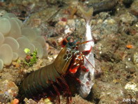 Mantis shrimp - <em>Odontodactylus scyllarus</em> - Heuschreckenkrebs 