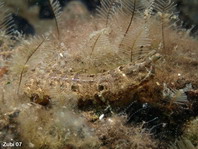 Mantis shrimp - <em>Pseudosquilla ciliata</em> - Heuschreckenkrebs