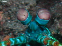 Eyes of Smashing Mantis - Auge eines Schmetterers-Heuschreckenkrebses