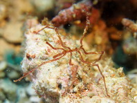 Sea Spider - Parapallene cf australiensis - Asselspinne