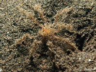 Sea Spiders - Pycnogonida - Asselspinnen