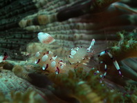 Splendid Shrimp - Ancylomenes speciosus - Prächtige Partnergarnele
