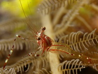 Commensal Shrimps - Periclimenes - Partnergarnelen