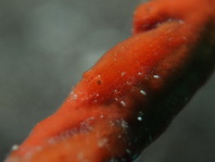 Cryptic Sponge Shrimp - Gelastocaris paronae - Kryptische Schwamm-Garnele