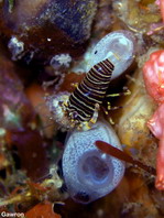 Gnathophyllid Shrimps - Gnathophyllidae - Hummelgarnelen