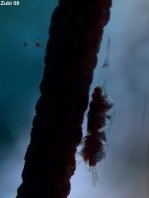 Boschma's Gorgonian Shrimp - <em>Hamodactylus boschmai</em> - Boschmas Gorgonien-Garnele