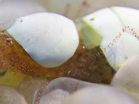 Egg Shell Shrimp - <em>Hamopontonia corallicola</em> - Eierschalen-Garnele