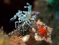 Harlequin Shrimps eating a starfish - Hymenocera elegans - Harlekingarnelen fressen einen Seestern