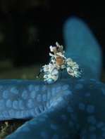 Harlequin Shrimp - Hymenocera elegans - Harlekingarnele