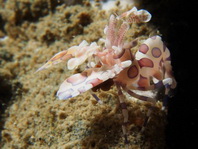 Harlequin Shrimp - Hymenocera elegans or Hymenocera picta - Harlekingarnele