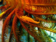 Commensal Shrimps - Periclimenes - Partnergarnelen