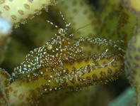 Golden Hydroid Shrimp - Periclimenes laevimanus - Goldener Hydrozoen-Garnele