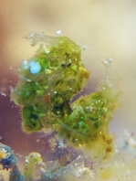 Algae Shrimp - Phycocaris cf simulans - Algen-Garnele