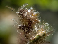 Hairy Shrimp / Algae Shrimp - Phycocaris simulans - Haarige Garnele / Algen-Garnele
