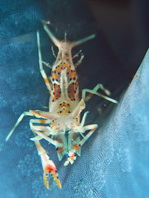 Bongo Bumble Bee Shrimp (Spiny Tiger Shrimp) - Phyllognathia ceratophthalma - Gehörnte Hummelgarnele
