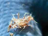 Bongo Bumble Bee Shrimp (Spiny Tiger Shrimp) - Phyllognathia ceratophthalma - Gehörnte Hummelgarnele