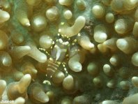Disk Anemones, Corallimorphians - Corallimorpharia - Scheibenanemonen 
