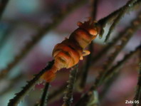 Palaemonid shrimp on Black Coral - Dasycaris zanzibarica on Antipathes sp. - Drahtkorallen-Garnele auf Schwarzer Koralle