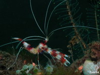 Cleaner Shrimps (Stenopodidea) - Scherengarnelen