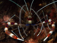 Cleaner Shrimps - Stenopodidae - Scherengarnelen 