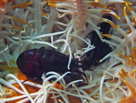 Crionid Alpheid Shrimp inside a feather star - Synalpheus stimpsoni - Haarstern Knallkrebs im Innern eines Federsternes