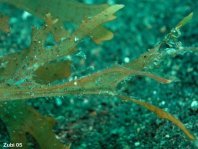 Shrimp - Tozeuma sp1 - Korallengarnele
