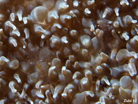 Smits Bubble Coral Shrimp - Vir smiti?- Smits Blasenkorallen-Garnele