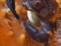 Magnificent Shrimp with eggs - Periclimenes magnificus - Pracht-Partnergarnele mit Eiern