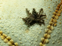 Spidercrab - Achaeus spinosus - Spinnenkrabbe / Gespensterkrabbe
