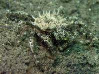 Decorator Spider Crab - Cyclocoeloma tuberculata - Turberkel- Spinnenkrabbe