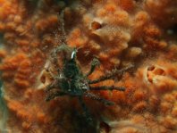 Conic Spidercrab (Xeno Crab) - Xenocarcinus conicus - Konische Spinnenkrabbe 
