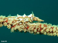 Whip Coral Spider Crab - Xenocarcinus tuberculatus - Gorgonien-Spinnenkrabbe auf Korkenzieher-Koralle