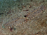 Elbow Crabs - Parthenopidae - Ellbogenkrabben