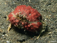 Box Crab - Calappa sp - Schamkrabbe
